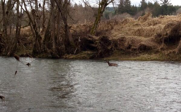 Tweet: Steelhead fishing on the Nehalem when a deer swims…