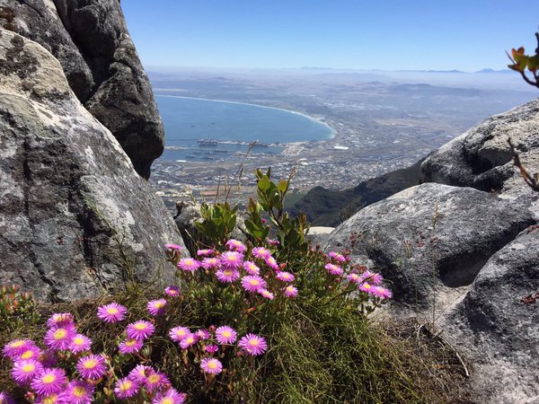 Tweet: A view of Cape Town. https://t.co/3MyHGWgfk1