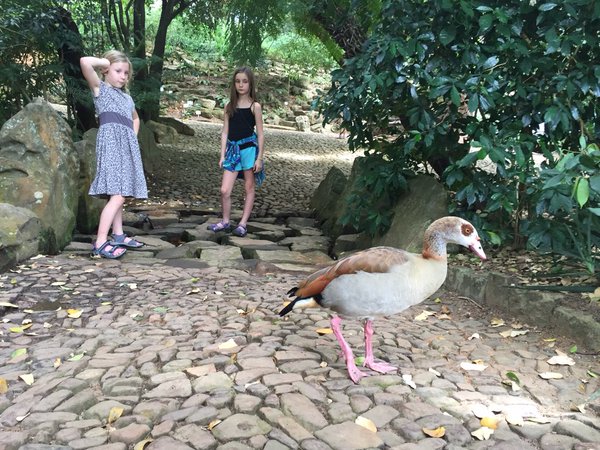 Tweet: Curious goose at Kirstenbosch. https://t.co/KRU9ji…