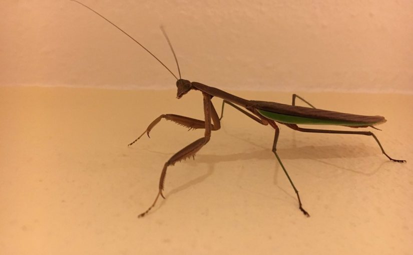 Tweet: Our cat brought this mantis in on Sunday. It’s bee…