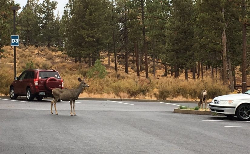 Tweet: Deer on the campus at Central Oregon. #occdla http…